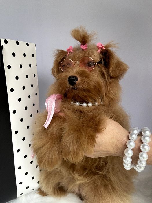 Помапу — Вибери свою маленьку подружку вже зараз