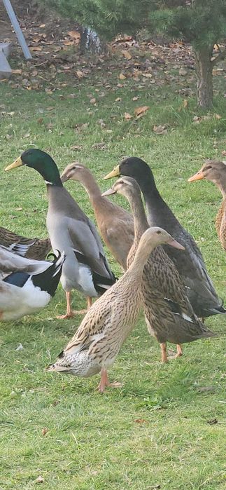 Kaczki biegusy 3 sztuki