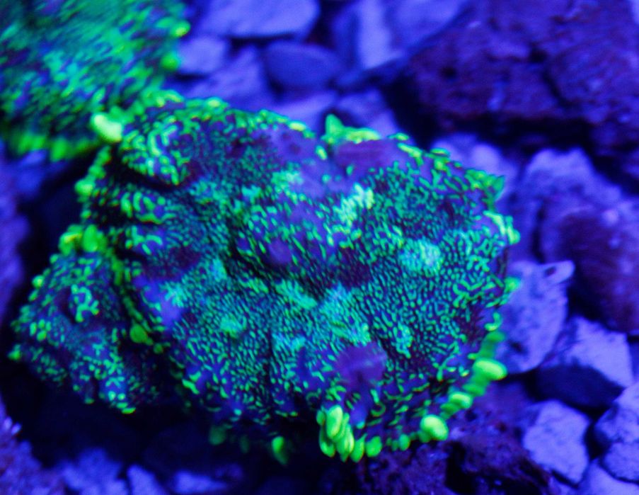 Rhodactis Gren Fluo Yelow Ring Grzyb Koral Miekki FLUOLAMPS.PL WYSYLKI