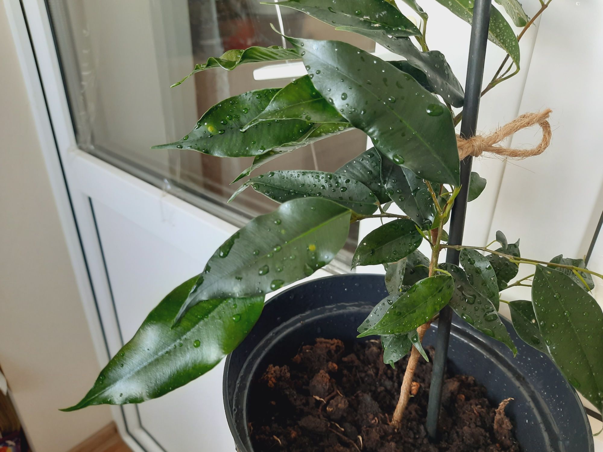 Кімнатна рослина Фікус бенджаміна Ficus benjamina популярний і стійкий