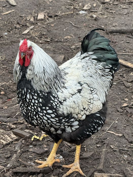 Півні молоді різних порід і кросів (когут, півень, петух).