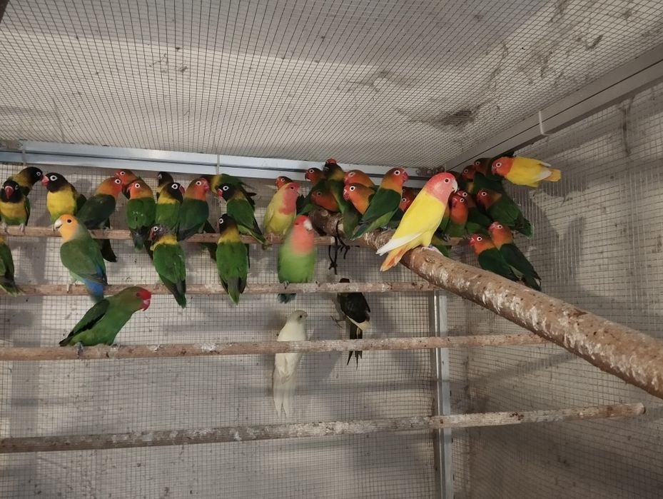 Nierozłączki czerwonoczelne