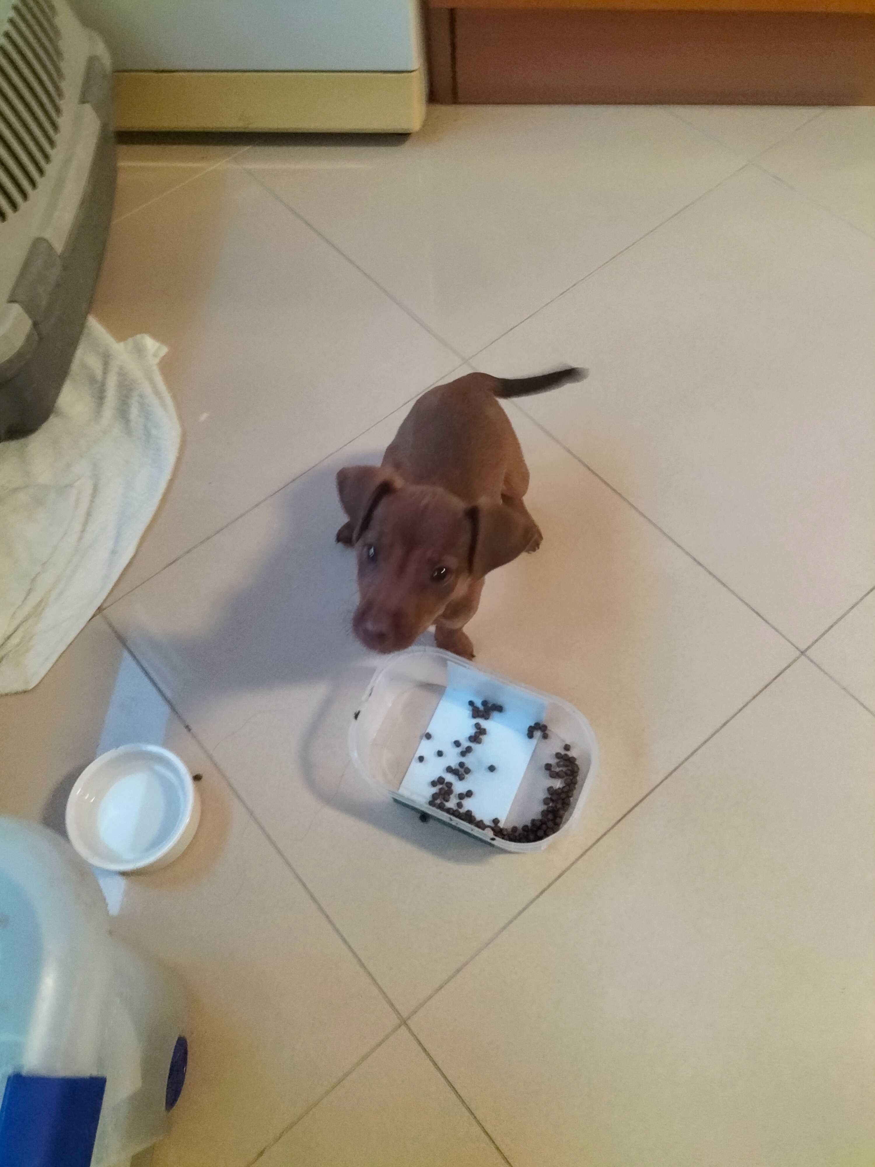 Pinscher fêmea 3 meses