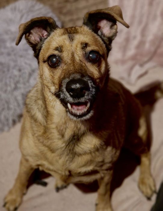 10-letnia Ida szuka pilnie domu