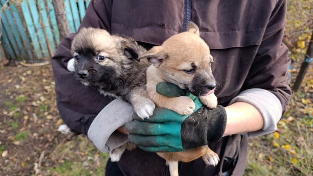 Віддам цуценят у добрі руки