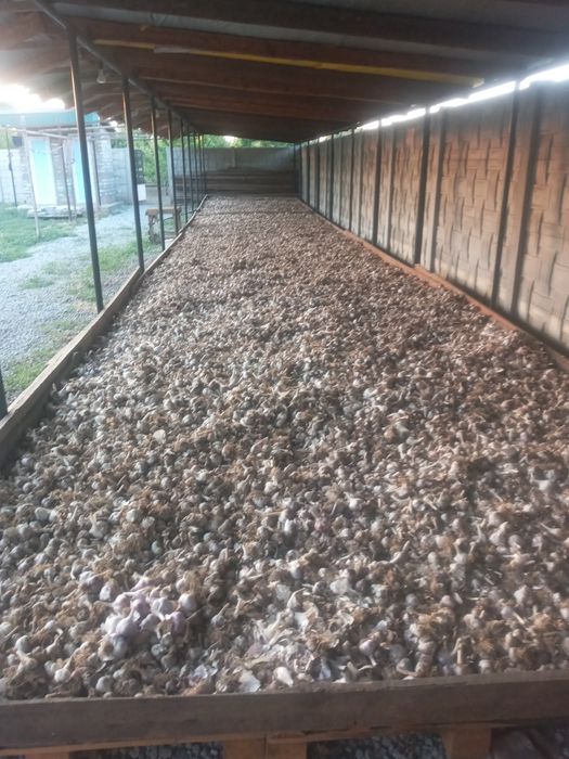 Продам чеснок посатковий і товарний