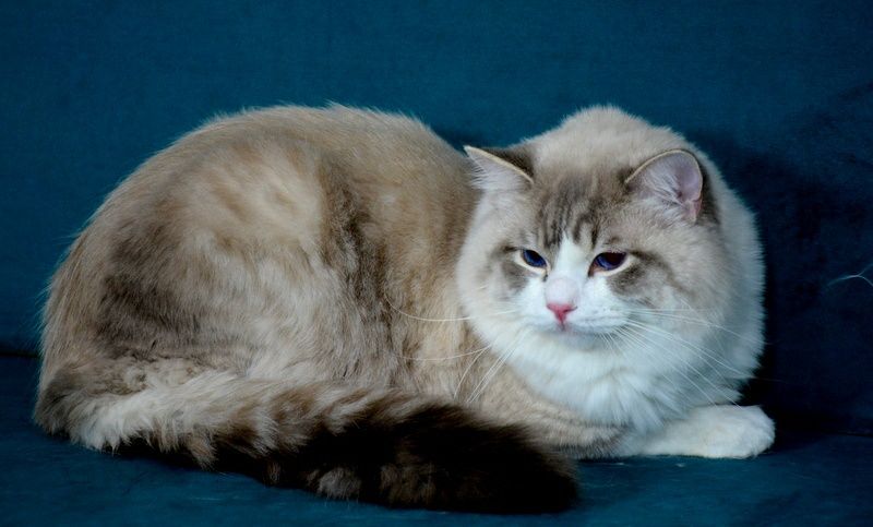 PRZEPIEKNY kocurek Ragdoll blue bicolor tabby