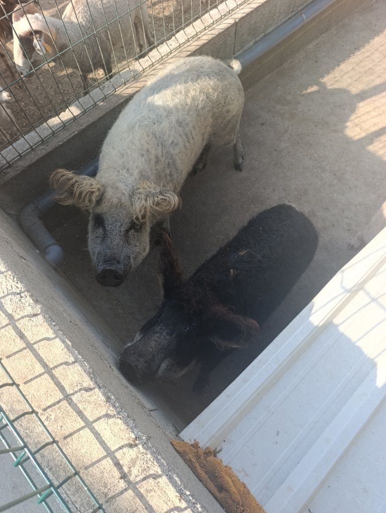 Porca Magalitsa (Porco Ovelha)