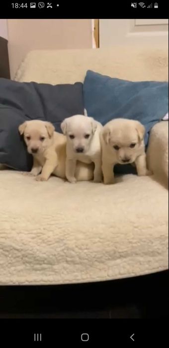 Цуценята тільки в добрі ручки метиса лабрадора