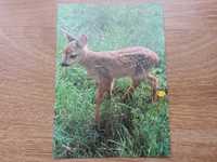 Kartka pocztowa Pocztówka Świętokrzyski Park Narodowy Sarenka