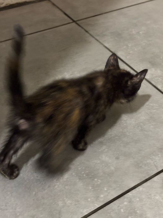 2 gatinhos machos e uma gatinha malhada para dar