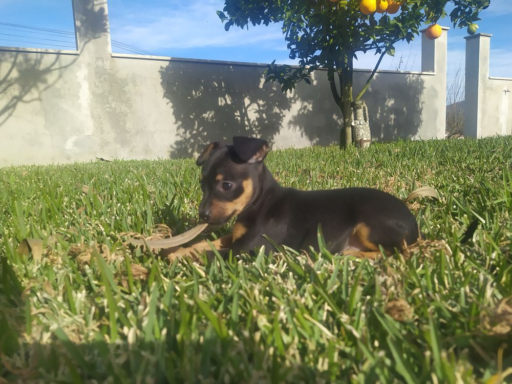 Pinscher Miniatura