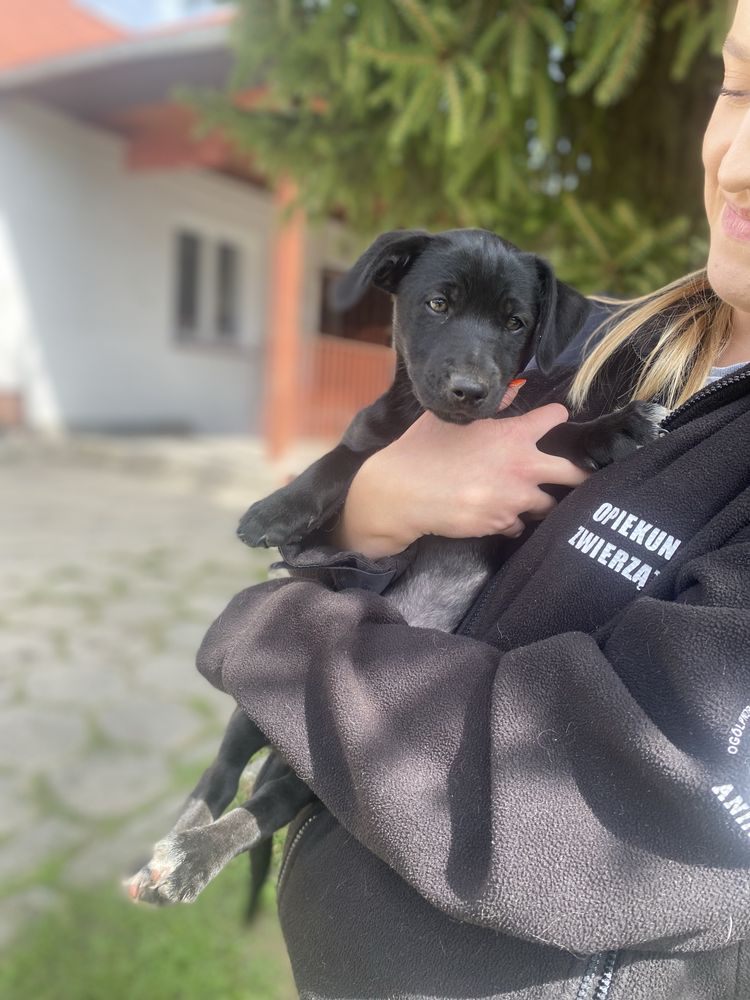 Ostatni z rodzeństwa, 2-miesięczny szczeniak w schronisku
