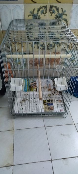 Gaiola papagaio com comedores