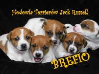 Wzorcowa suczka Jack Russell Terrier z hodowli BREFIO/bad.genetyczne