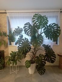 Monstera olbrzymia