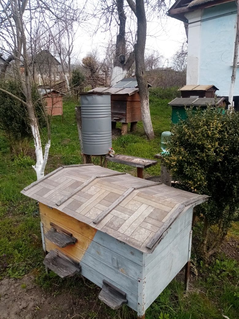 Бджоли  вулики сімї мед