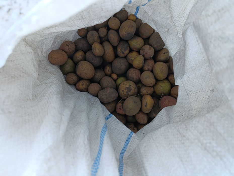 Продам дрібну картоплю  самовивіз