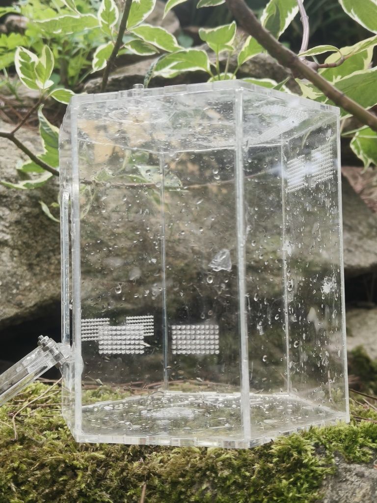 terarium akrylowe dla skakuna ptasznika