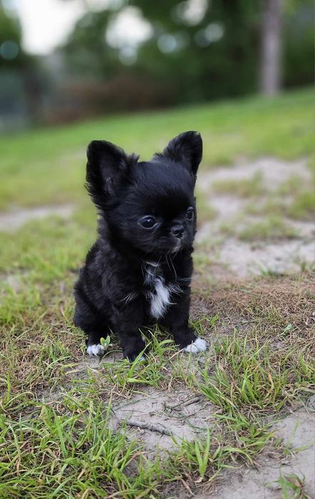 Piękny chłopiec Chihuahua Zkwp