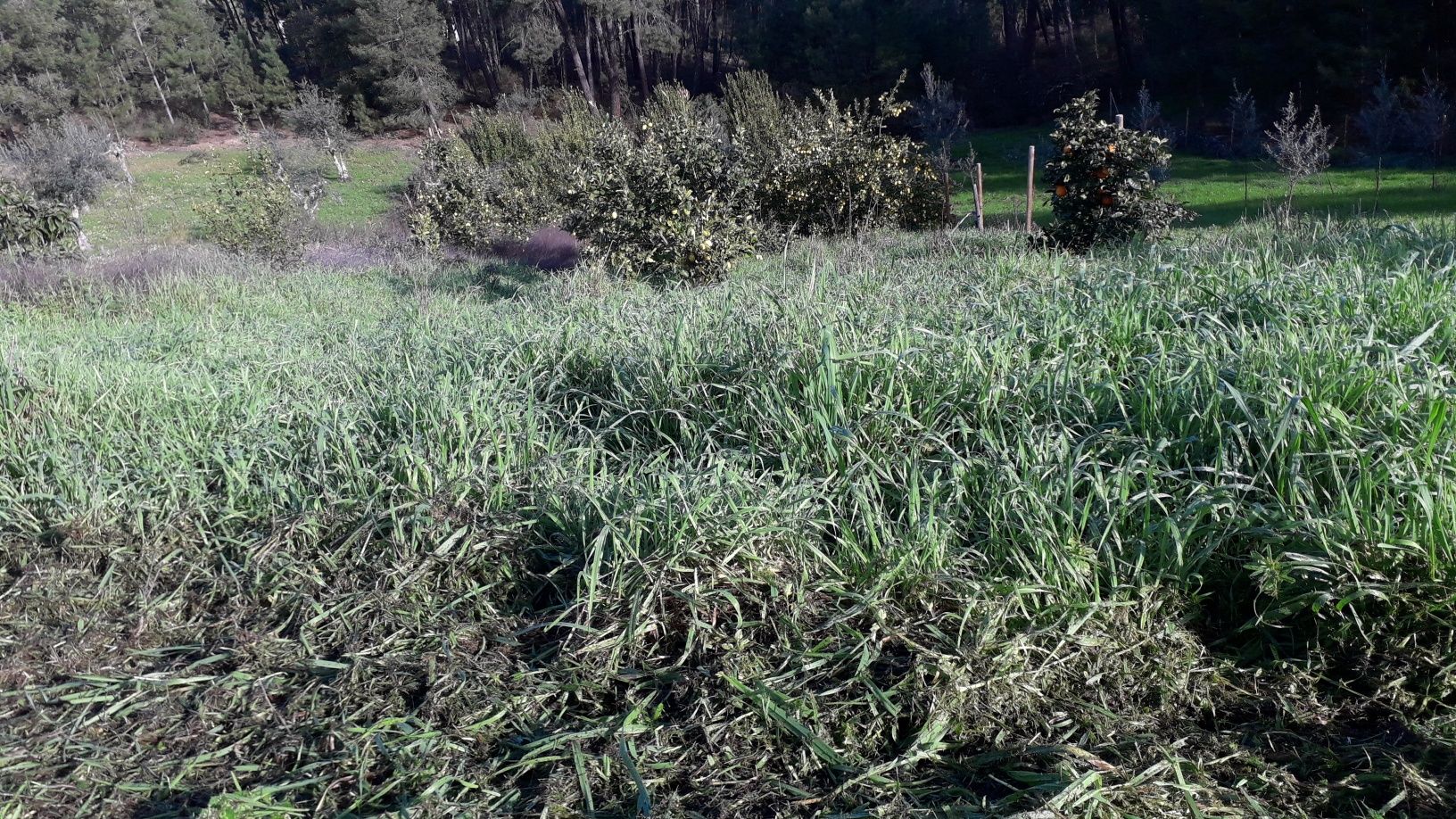 Limpeza de terrenos