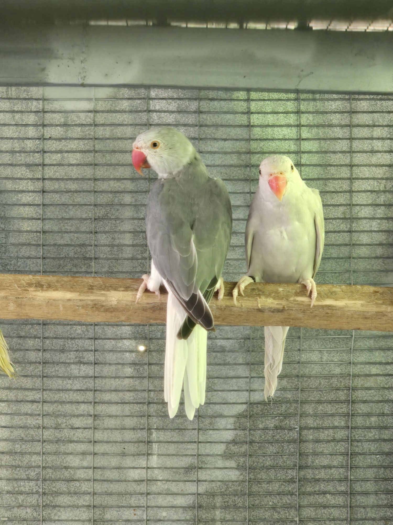 Ring necks e roselas