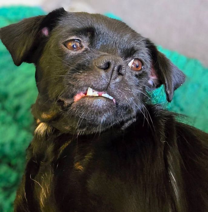 Czarna sunia do adopcji