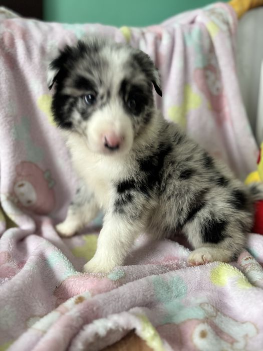 Border collie - pies