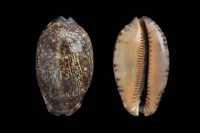 Ślimak morski porcelanka Cypraea arabica Akwarium Morskie Wysyłka