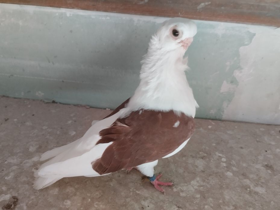 Mewka polska samczyk czerwony 2024r