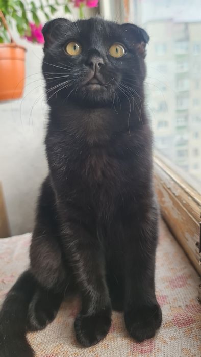 Віслоухі кошенята віслоухі котята порода Скоттіш фолд Шотланська вісло