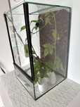 Patyczaki w terrarium