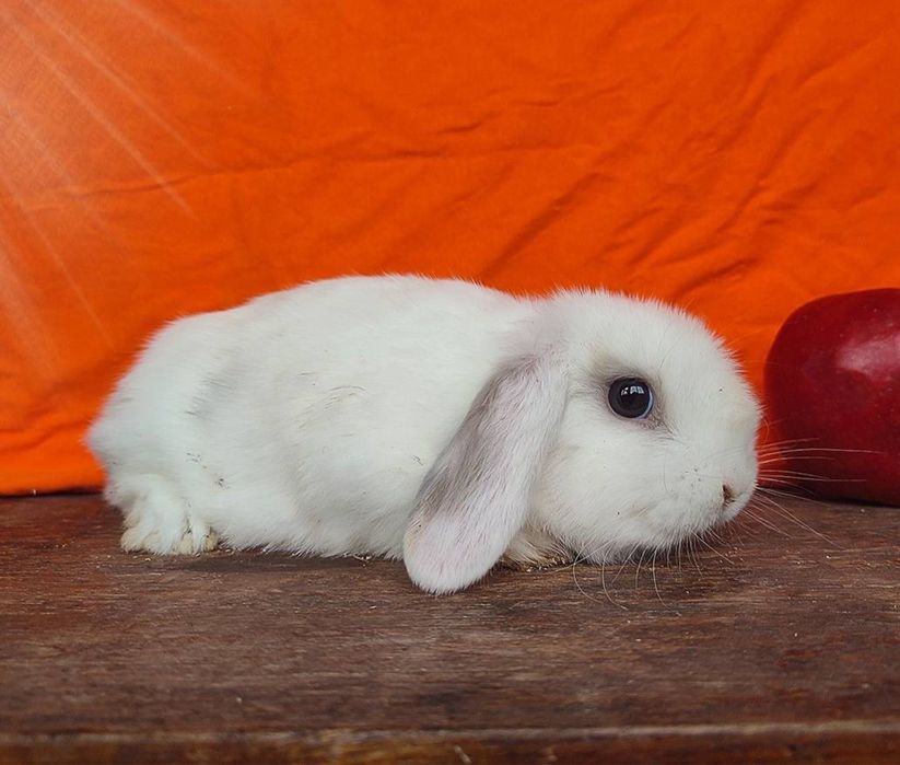 В Києві! Декоративний кролик, плямистий, висловухий, розплідник