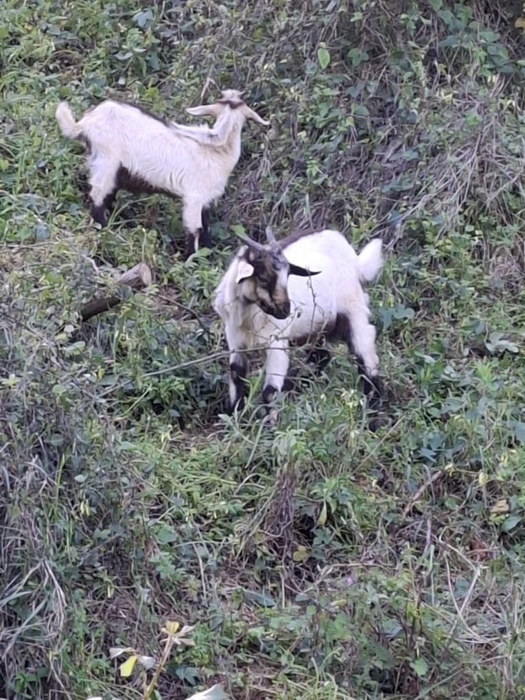 Cabras / Cabritos Serpentinos