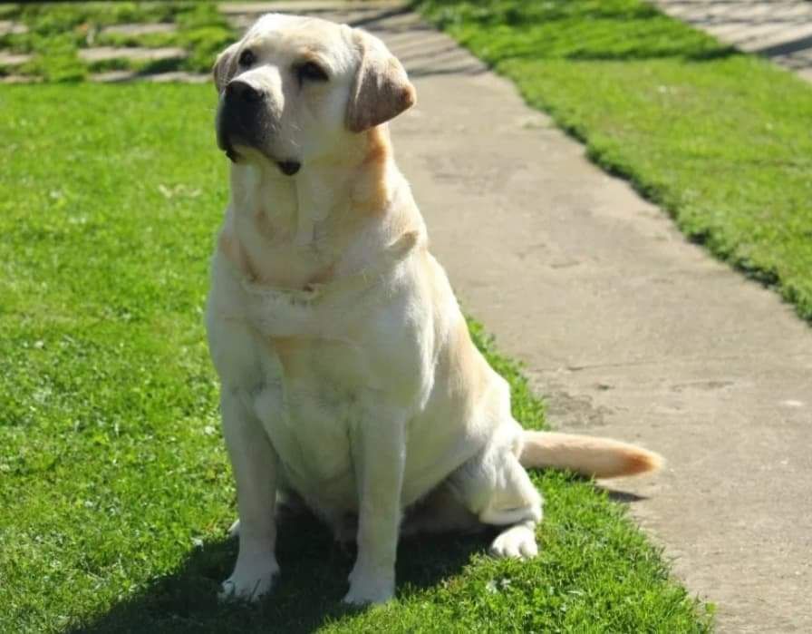 Labrador retriever
