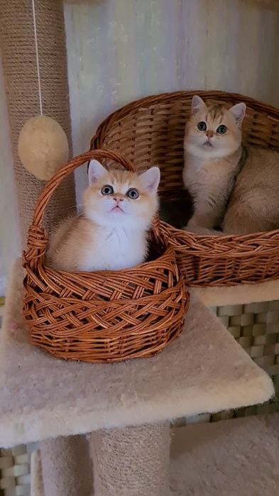 Класнючая Девочка золотая шиншилла