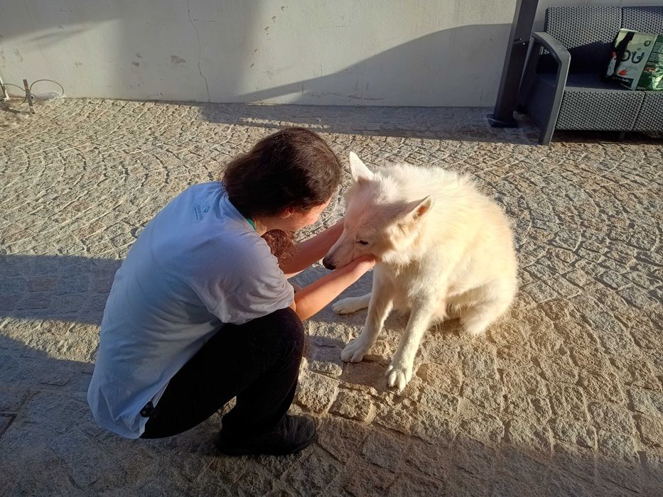 Pet Sitter e banho e tosquia em Viseu