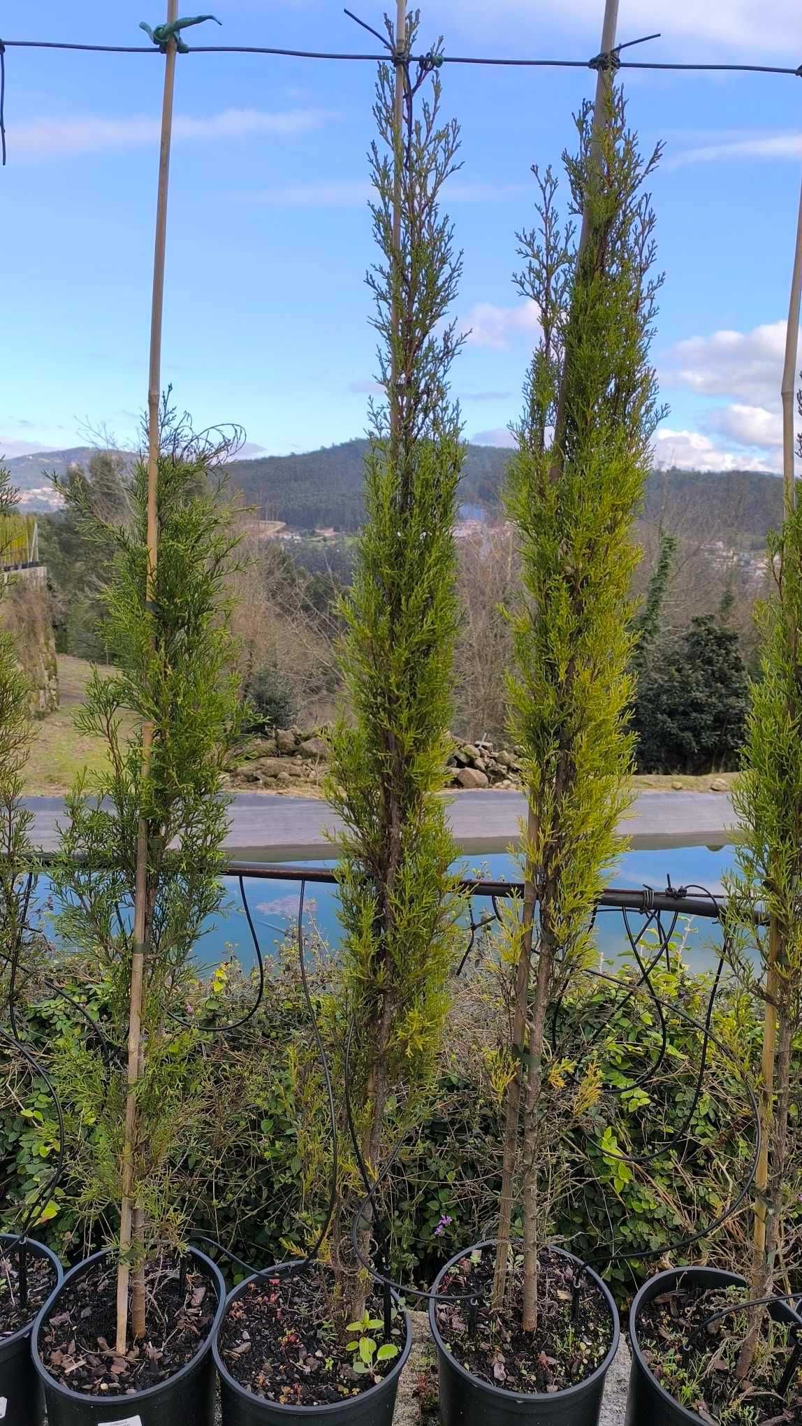 Cupressus Sempervirens Totem