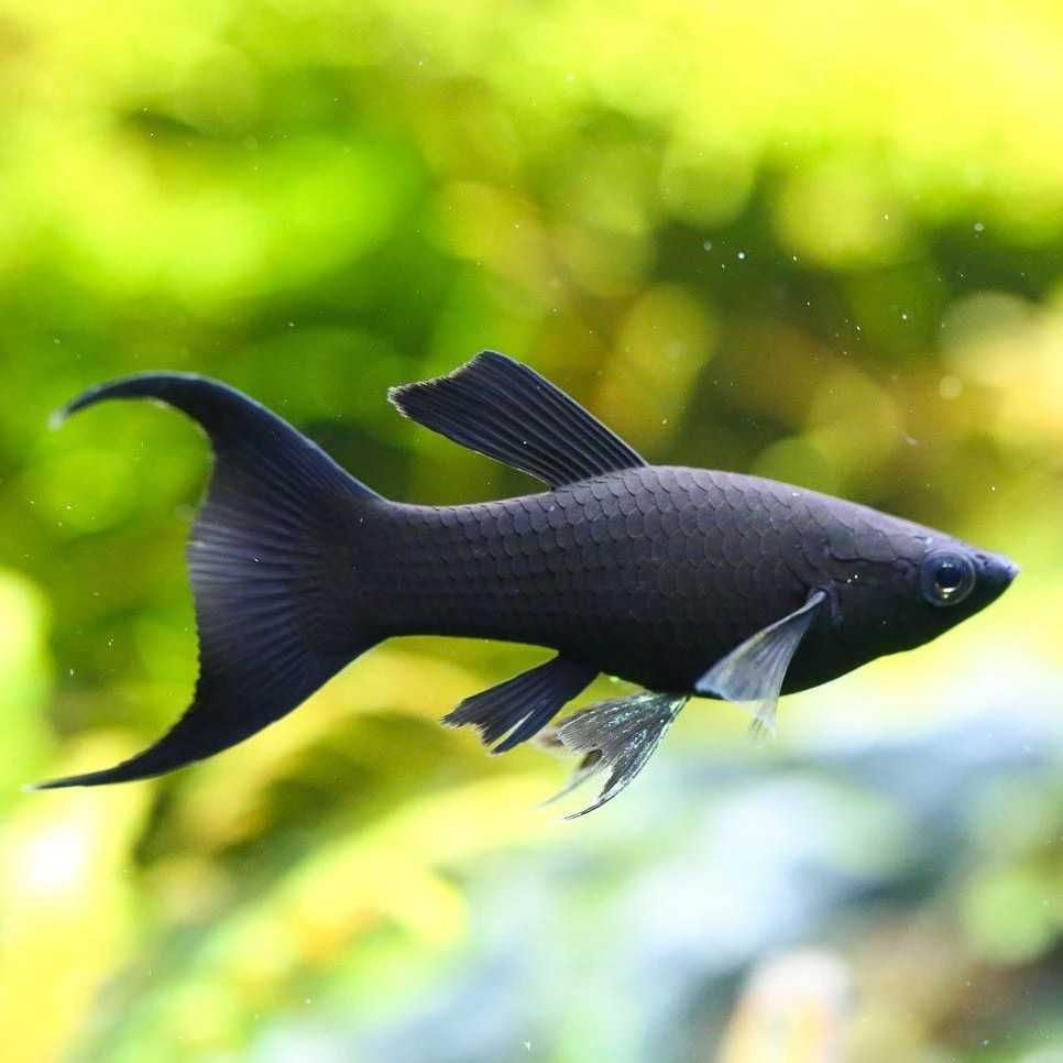 Aquario Completo