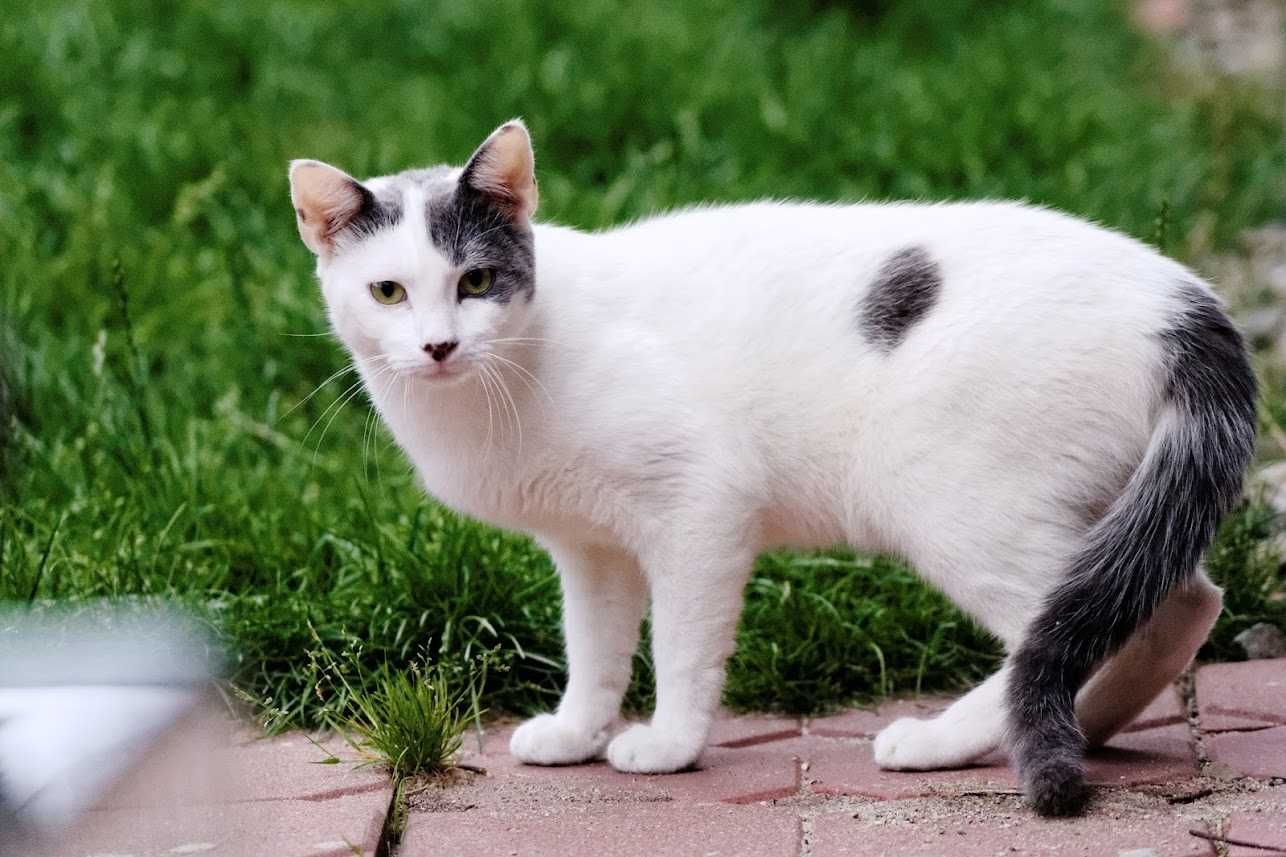 Bojan i Mirmił - dwa kocury | ADOPCJA W DWUPAKU