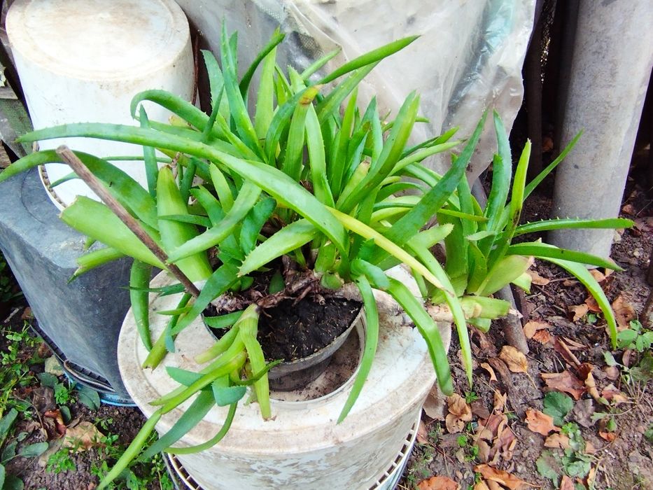 Продам Алоэ взрослое