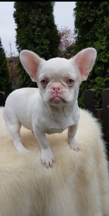 Французький бульдог пінк