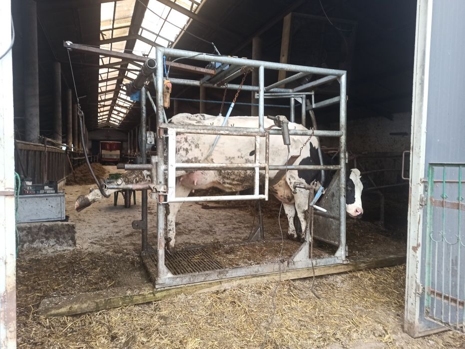 Funkcjonalna Korekcja Racic