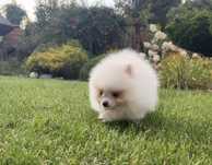 Szpic miniaturowy pomeranian biały chlopczyk piesek
