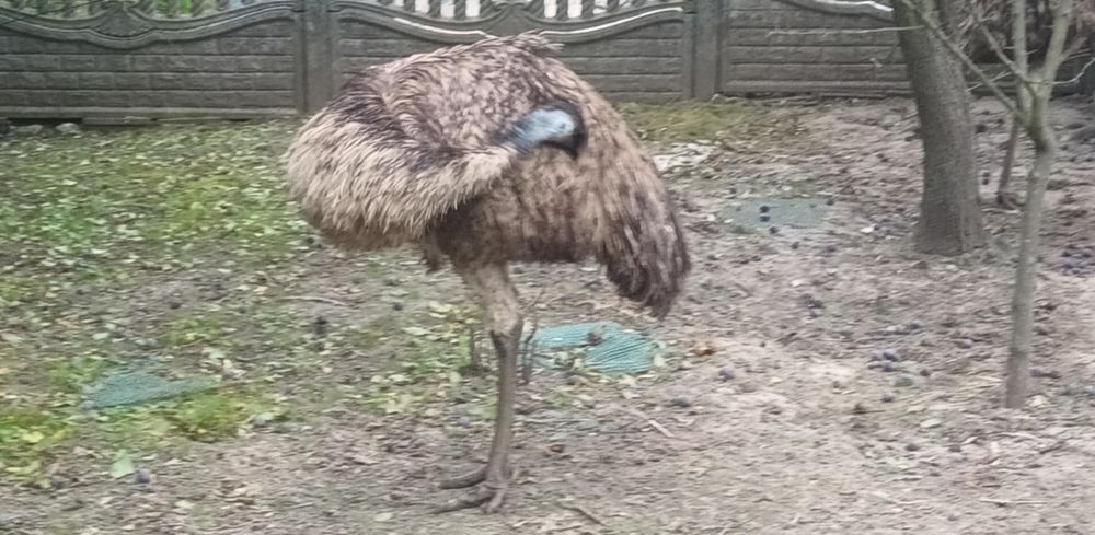 Samice Strusia Emu