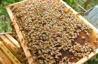 Пчелопакеты УС , пчёлы