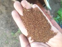 Wiesiołek produkt od rolnika, większa ilość bez chemi ekologiczny