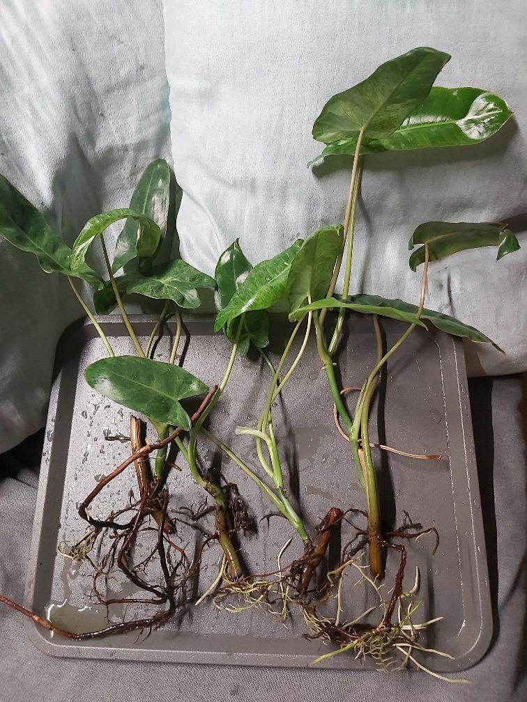 Zestaw sadzonek Philodendron Paraiso Verde