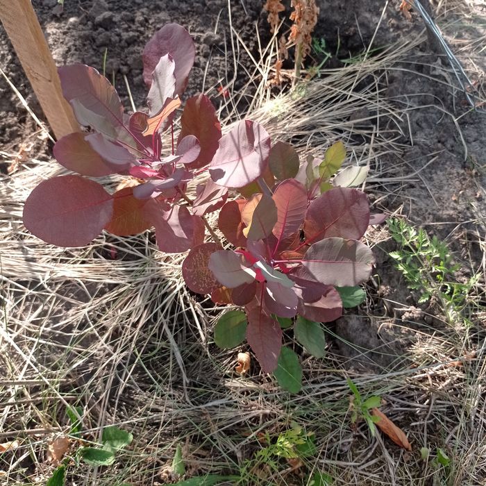 Декоративные кустарники