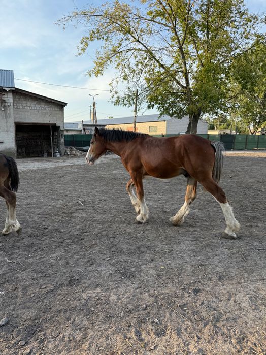 Koń roczny wałach gniady, po shire